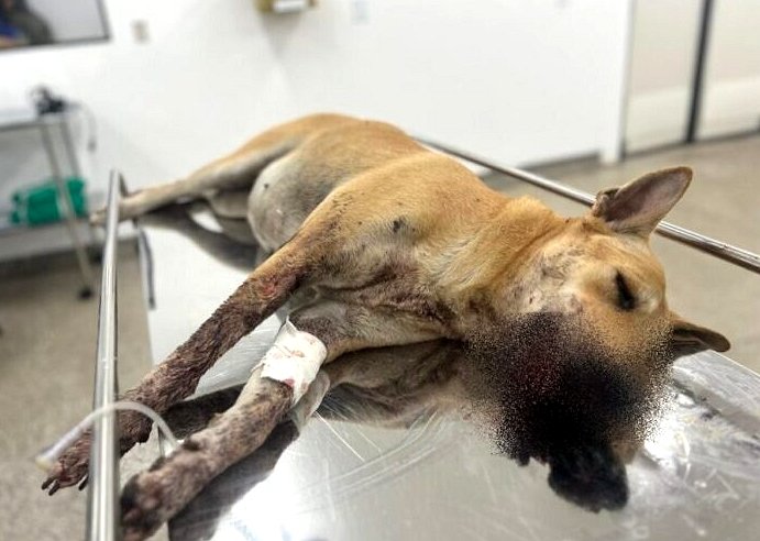 Cadela ferida por ‘catolé’ na virada do ano será operada no Hospital Público Veterinário sob cuidados da Sepet