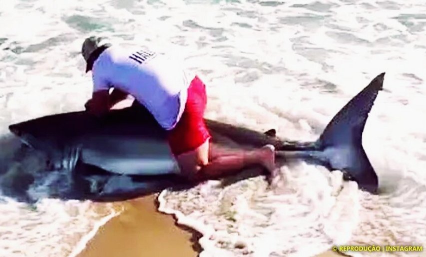 Pescador captura tubarão-branco em praia dos EUA; veja o vídeo